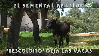 Toros de Reservatauro toro semental rebelde Rescoldito deja las vacas  Toros desde Andalucía [upl. by Pubilis867]