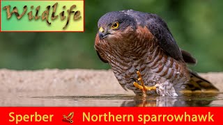 Sperber Accipiter nisus  northern sparrowhawk [upl. by Mazman551]