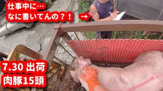 989 今回の出荷から≪全頭ベンチマーキング≫はじめます🐽💕 [upl. by Ethelda532]