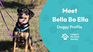 Meet Bella Bo Ella  Doggy Profile [upl. by Blynn771]