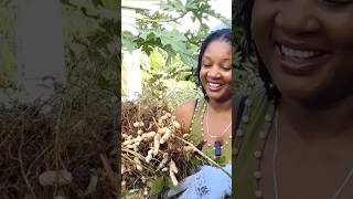 Peanuts are Super EASY to grow shorts gardening viralvideo home food fruit [upl. by Nij]