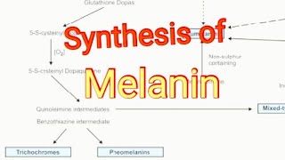 Synthesis of Melanin  Biochemistry [upl. by Koerner]