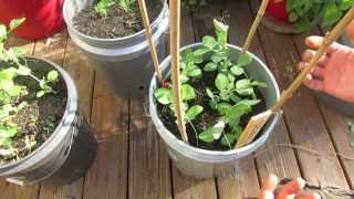 2 of 4 Basic Trellising of Your Spring amp Fall Container Peas My 1st Vegetable Garden  MFG 2013 [upl. by Ahsiatal]