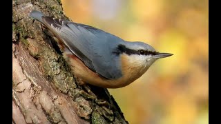 Brhlík lesní Eurasian nuthatch Kleiber  Boomklever Sittelle torchepot Trepador azul [upl. by Esenahs]