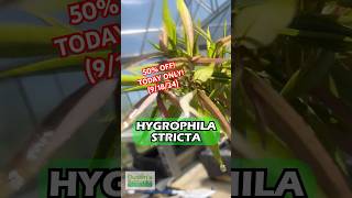 🚨50 OFF 🚨 Hygrophila Stricta Red Stem UNIQUE Plant TODAY ONLY 91824 [upl. by Herbert646]