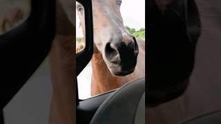 Vieques Puerto Rico Wild Horses Sun Bay Beach [upl. by Nesahc]