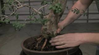 How to Bonsai  Repotting a tree and wiring in [upl. by Stodder]