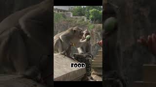 How Balis Thief Monkeys Bargain with Tourists animals nature [upl. by Ahseiym495]