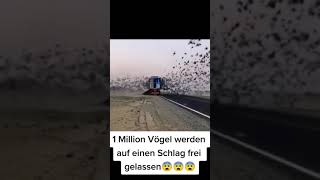 1 MILLION VÖGEL AUF EINMAL shorts vogel birds [upl. by Aicram84]