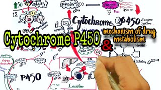 Cytochrome P450 drug metabolism  Pharmacology  mechanism of CYP drug metabolism [upl. by Weasner]