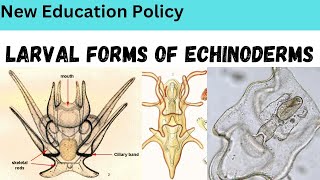 Larval Forms of EchinodermsBipinnaria larvaBrachiolaria larvaOphiopluteus larva [upl. by Poland]