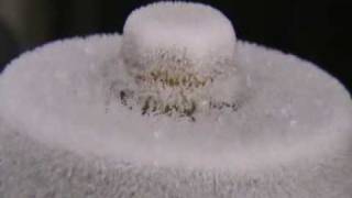 Ice crystal growth timelapse [upl. by Airamalegna]