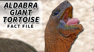 Aldabra Giant Tortoise Facts Galapagos Tortoise RIVAL 🐢 [upl. by Aidam588]