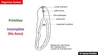 Para lec 2General Characters of Trematodes 309 kasr DrAyman 2025 [upl. by Imhsar]