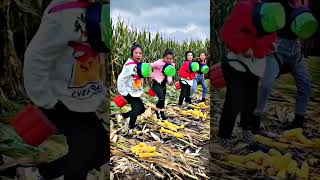 work小Benchviralvideo youtubeshorts agriculture [upl. by Ovatsug706]