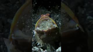 Yellowhead jawfish very caring father fact [upl. by Lowry764]