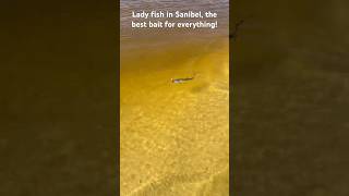 Ladyfish is the best bait for everything sanibelisland fishing [upl. by Reerg548]