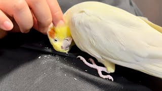 オカメインコさん、換羽期の筆毛ほぐしでうっとり顔 [upl. by Oramug]