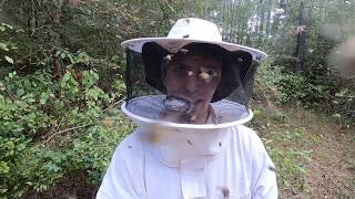 Africanized Killer Bee Removal and Honey Harvest [upl. by Senalda]