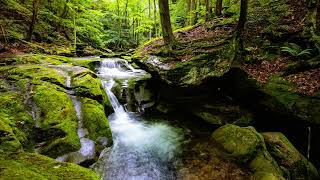 Free No Copyright Stock Video Creek Waterfall Woods Forest Leaves Bugs Rain Sprinkling Relaxing [upl. by Draner532]