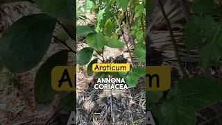 Araticum  A Large Brazilian Annona Fruit 🌳💎 Annona Coriacea [upl. by Aivun]