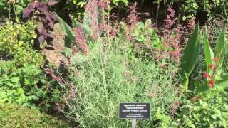 Apache Sunset  Agastache rupestris  Sunset hyssop [upl. by Ruenhcs479]