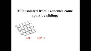 Sliding Microtubules [upl. by Ronoel]