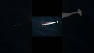 Narwhal  Descriptions and Facts shorts [upl. by Hekker712]