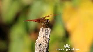 dragonfly with natural sounds [upl. by Alaet]