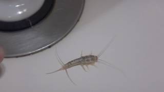 AwA Silverfish  Bristletail Lepisma saccharina [upl. by Vidovik]