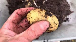 Potato Reveal British Queens  10L Pot  Living Green Multipurpose Compost [upl. by Rhys]