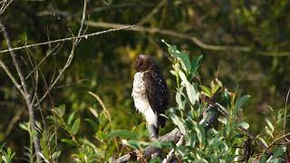 Lake Sammamish Cute juvenile Coopers hawk sitting on beaver lodge calling parent [upl. by Gilly]