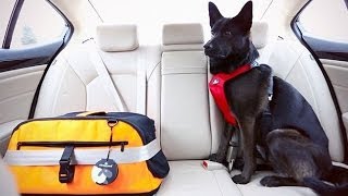 Dog SafetySeatbelts for Dogs A HowTo [upl. by Karrie]