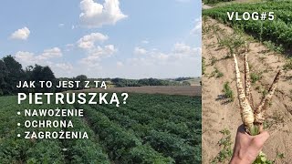 Białe złoto  Uprawa pietruszki Vlog 5 [upl. by Aryt]