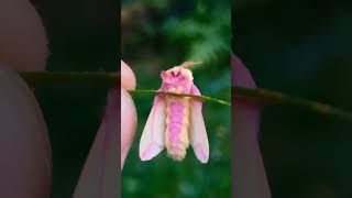 Rosy Maple Moths [upl. by Aicirtel]