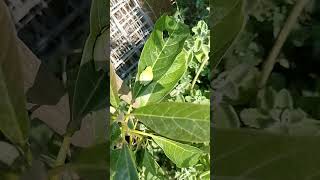 Autocultivo En Maceta Cover Crops jitomate yerbabuena vaporub aguacate [upl. by Aninnaig]