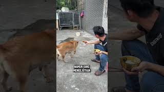 Anjing Ini Membuat Pemiliknya Terkejut Dengan Tingkahnya [upl. by Ontine]