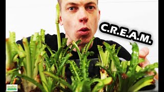 MONSTER AQUARIUM Plant CREAM Crinum Rules Everything Around Me [upl. by Gaeta]