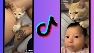 It Started When We Were Younger You Were Mine My Boo  TikTok Cat Compilation [upl. by Osicran]