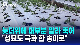 늦더위에 대부분 말라 죽어…quot성묘도 국화 한 송이로quot  SBS 8뉴스 [upl. by Hsirahc]