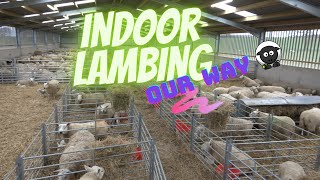 Indoor Lambing in Scotland [upl. by Lefkowitz]