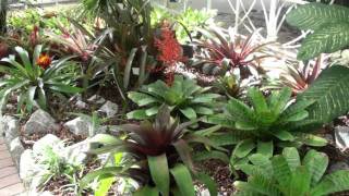 3º BromeliaRIO [upl. by Marianna]