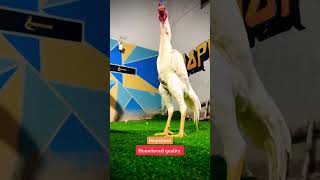 hopeland birds whiteshamo foryou shorts reels [upl. by Hayyifas998]