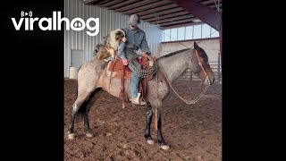 Dog Jumps on Horses Back for a Ride  ViralHog [upl. by Ruthy911]