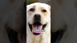 Labrador Retriever quotTop 5 Incredible Facts About Labrador Retrieversquot [upl. by Sirahc]