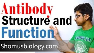 Antibody structure and function [upl. by Vivianne]