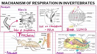 Mechanism of Respiration in invertebrate Msc zoologyGills Book Lungs and Trachea in Invertebrates [upl. by Atillertse]