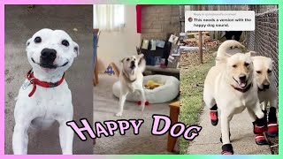 Happy Guy Hap hap Happy Dog Song [upl. by Zantos]