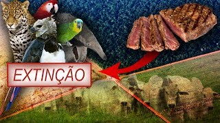 Como a Carne Esta Destruindo a Amazônia [upl. by Pliner707]