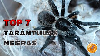 TOP 7 TARÁNTULAS COLOR NEGRO ESPECIAL HALLOWEEN  JC SPIDERS [upl. by Egdamlat]